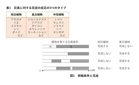 中性植物|3分で簡単「中性植物」！花芽形成とは何？植物が花を咲かせる。